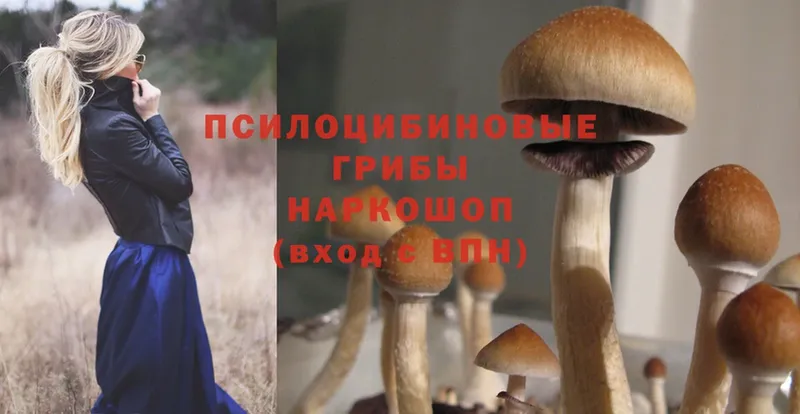 дарнет шоп  Губкин  Псилоцибиновые грибы Psilocybine cubensis 